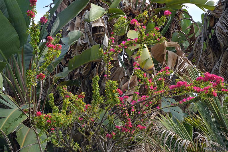 Jardin Maria Serena, Menton