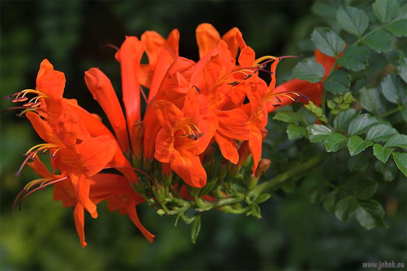 Jardin Maria Serena, Menton