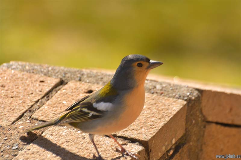 Madeira chaffinch