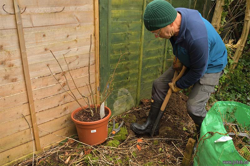 New plants for my garden in Keswick