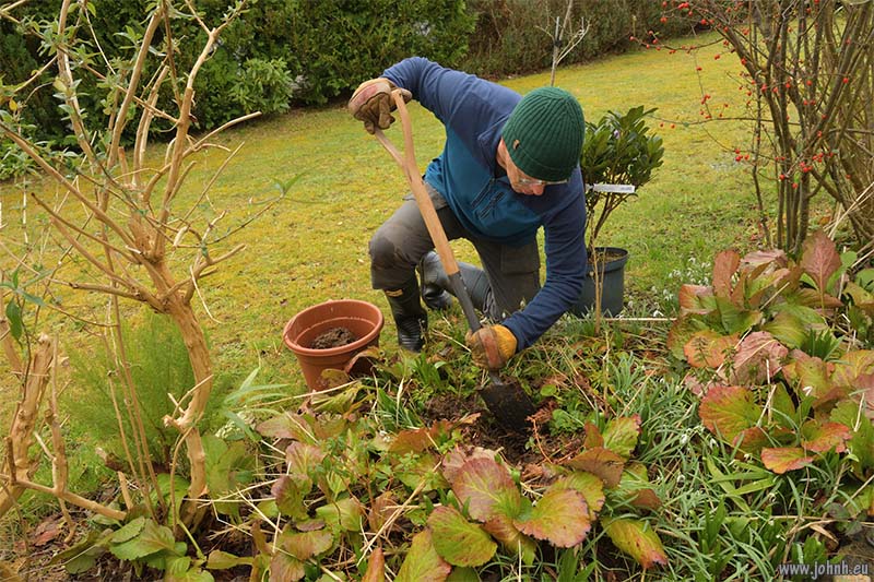 New plants for my garden in Keswick