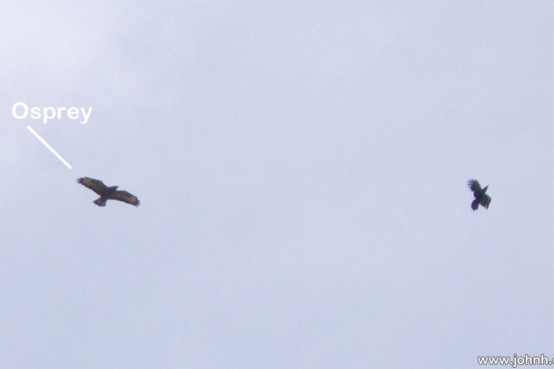 Osprey above Brundholme Woods, Cumbria