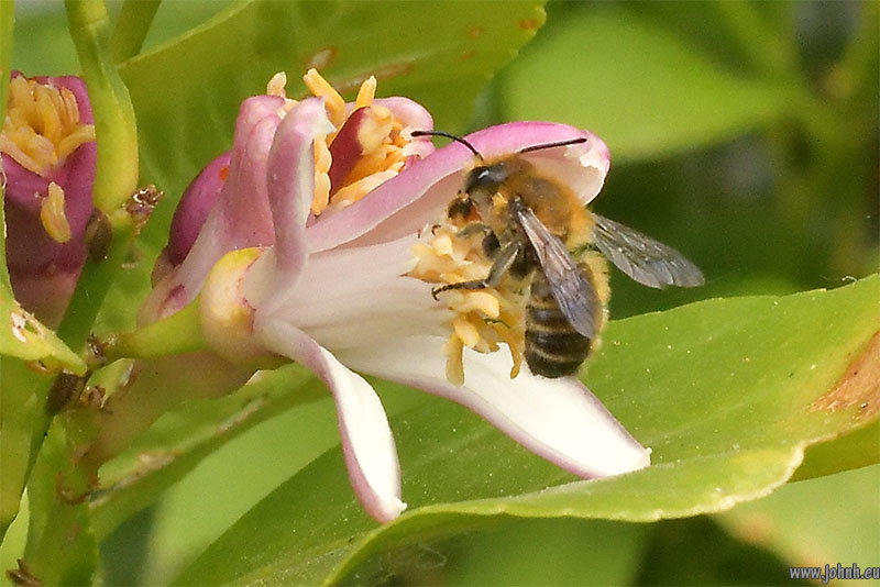 Red Mason Bee on my Lemon flowers 