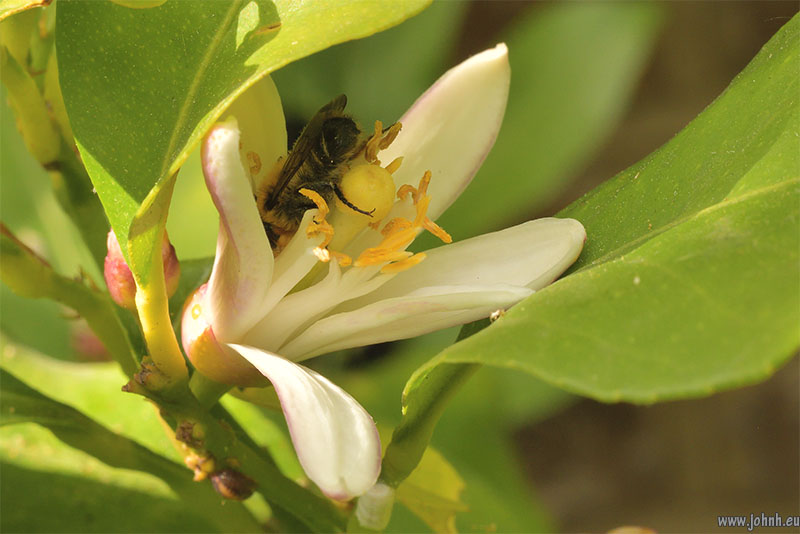 Red Mason Bee on my Lemon flowers 