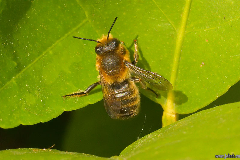 Red Mason Bee on my Lemon flowers 