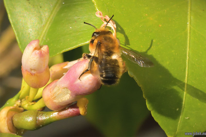 Red Mason Bee on my Lemon flowers 