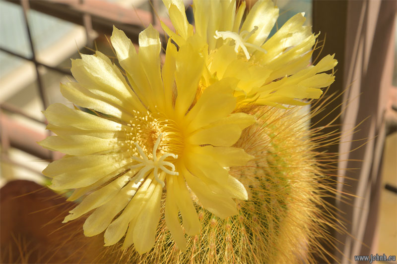 Cactus flower