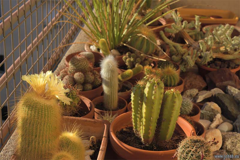 Cactus flower