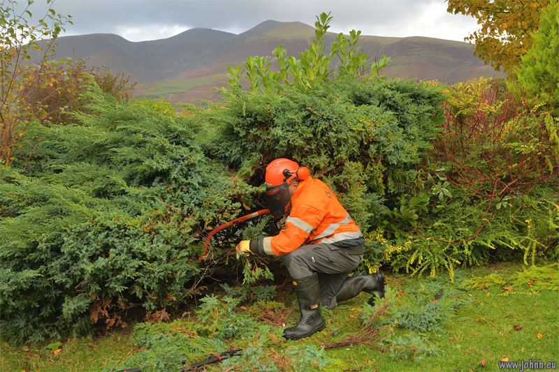 pruning my Keswick garden hedges
