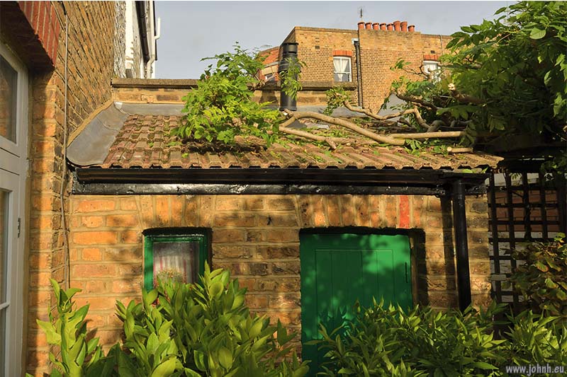 Pruning my patio citrus and Wisteria