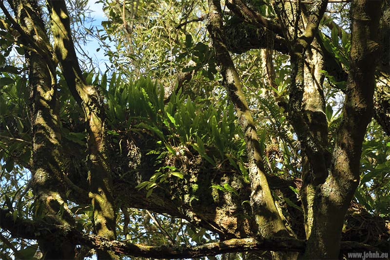 Hike from Cilaos, GR R1, Réunion Island