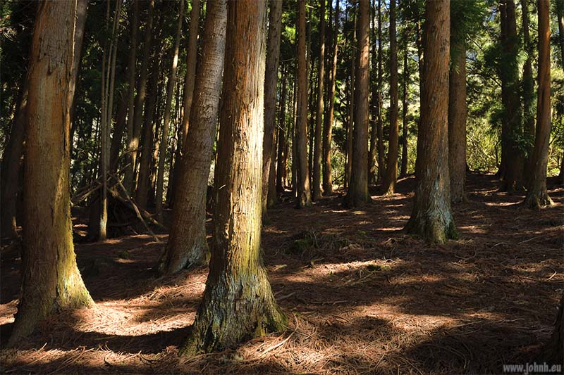 Hike from Cilaos, GR R1, Réunion Island