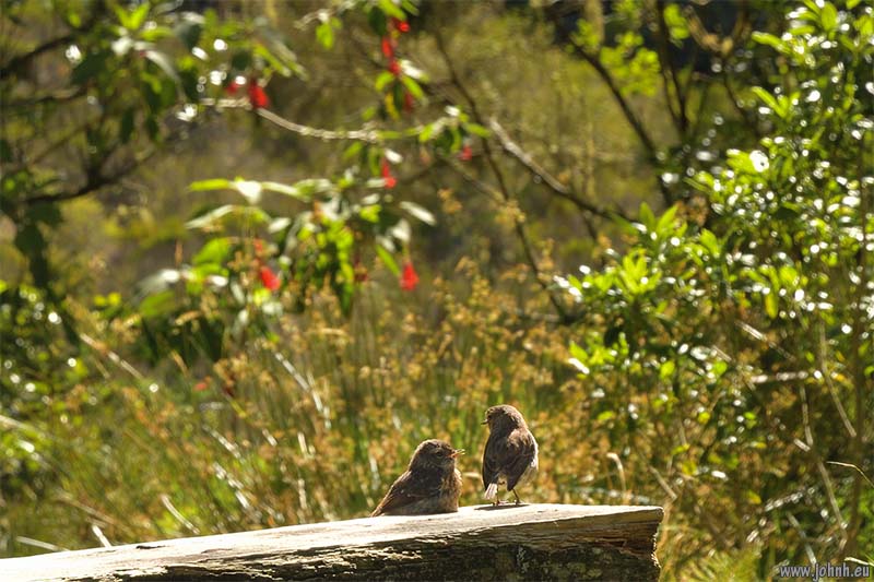 Hike from Cilaos, GR R1, Réunion Island