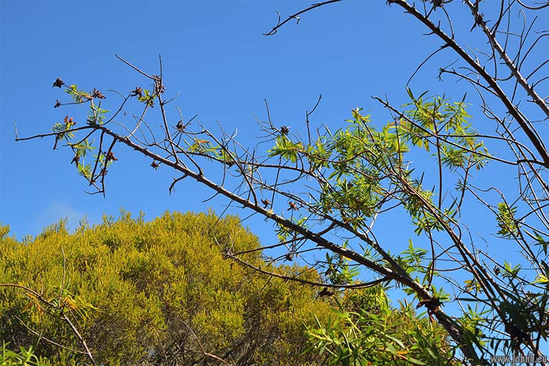 Hike from Le Maïdo, Mafate crater, Île de la Réunion 