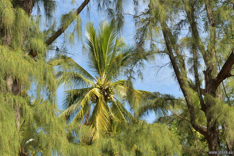 Flowering trees - Île de la Réunion