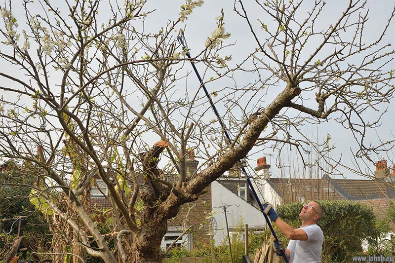 Greengage tree pruning
