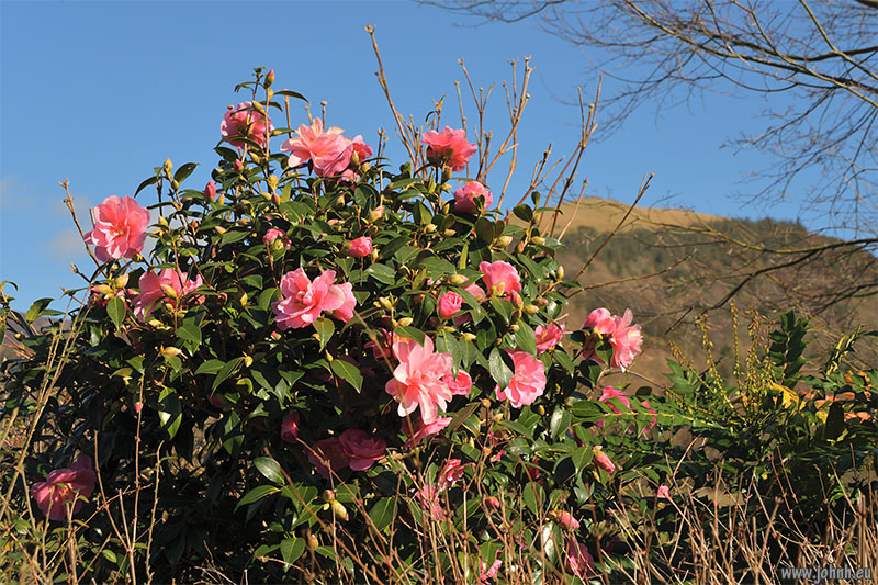 Camellia in full flower