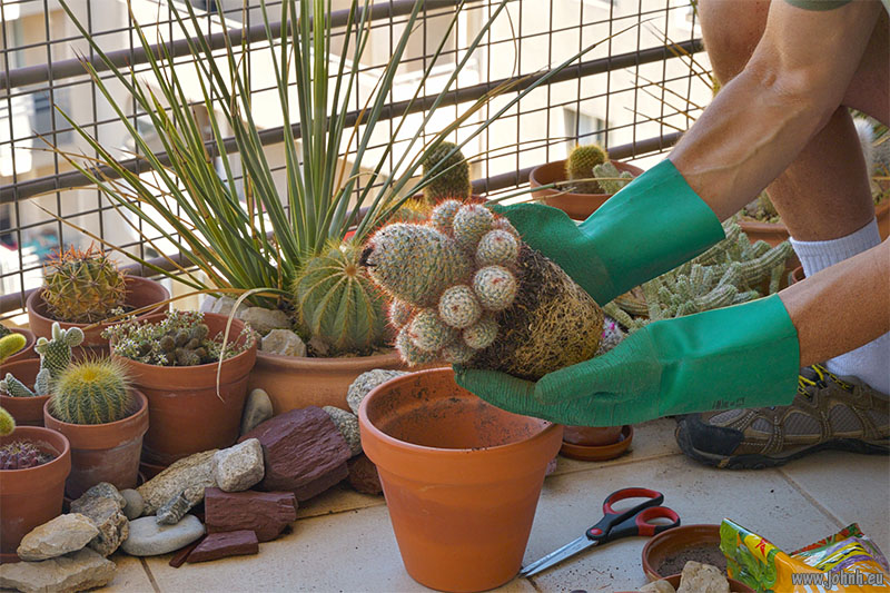 Marseille cactus 