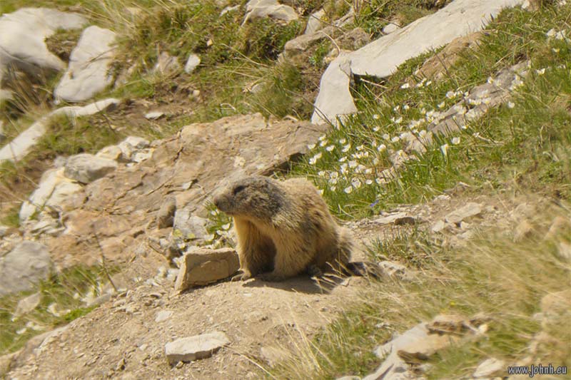 Marmottes above the Col de la Cayolle
