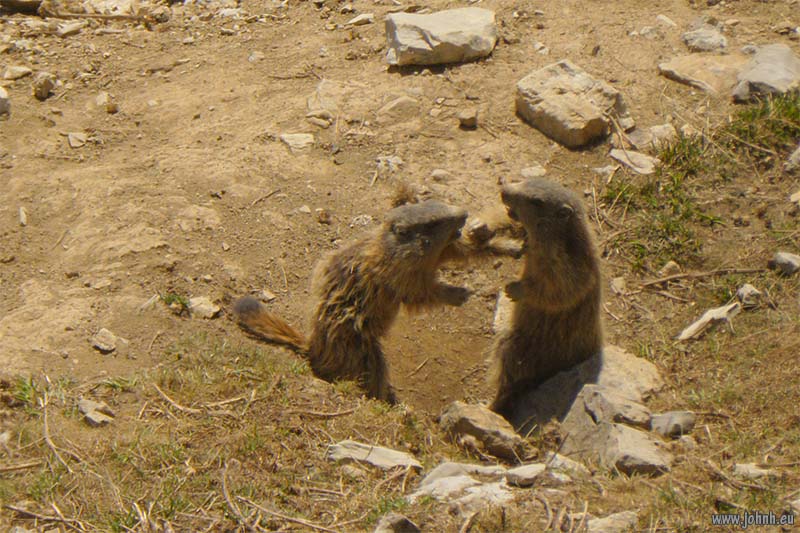Marmottes above the Col de la Cayolle