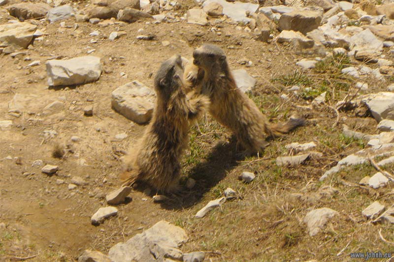 Marmottes above the Col de la Cayolle