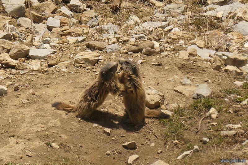 Marmottes above the Col de la Cayolle
