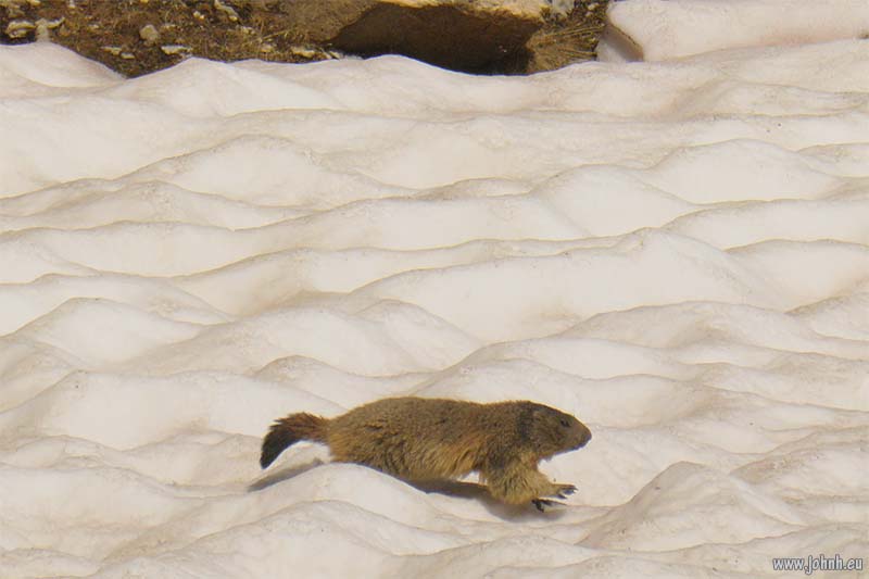 Marmottes above the Col de la Cayolle