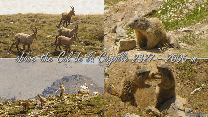 Bouquetin and Marmottes in the Provence Alps 