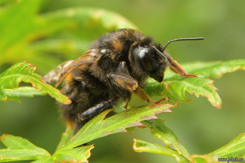 Bee in my garden in Keswick