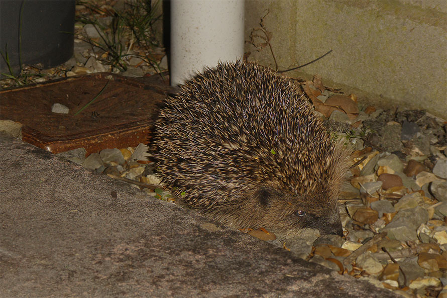 Keswick garden hedgehog
