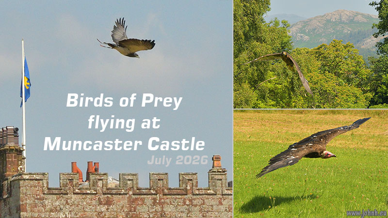 Birds of Prey flying Muncaster Castle, Lake District National Park