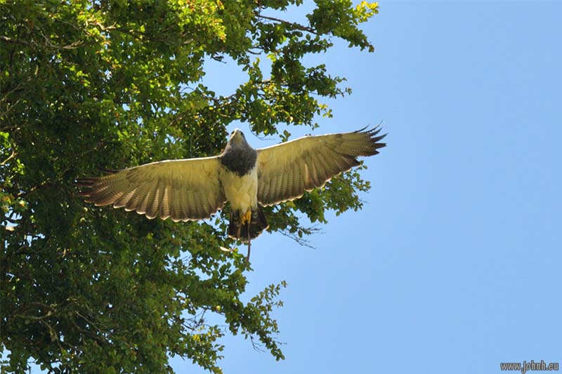 Birds of Prey flying Muncaster Castle, Lake District National Park