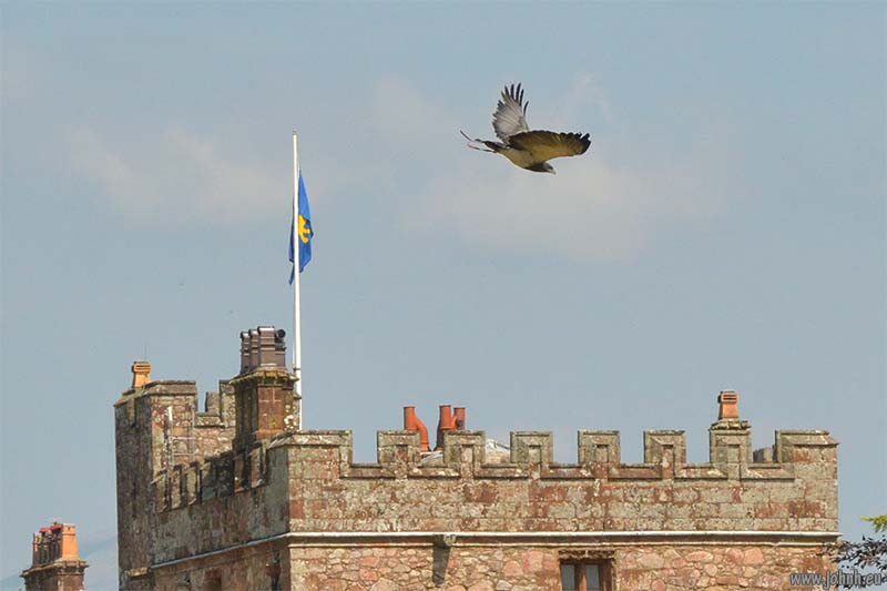 Birds of Prey flying Muncaster Castle, Lake District National Park