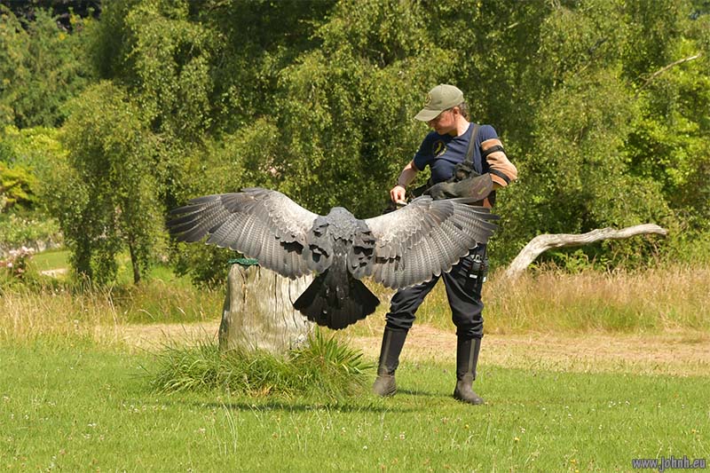 Birds of Prey flying Muncaster Castle, Lake District National Park