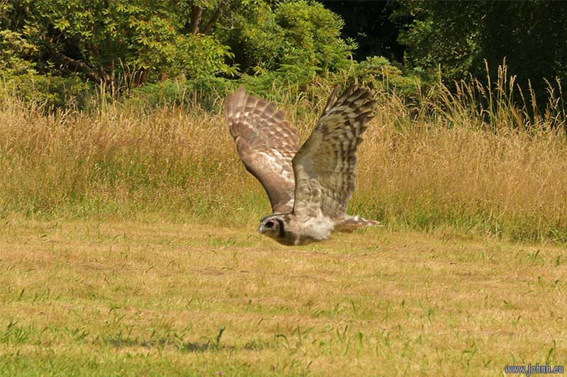 Birds of Prey flying Muncaster Castle, Lake District National Park