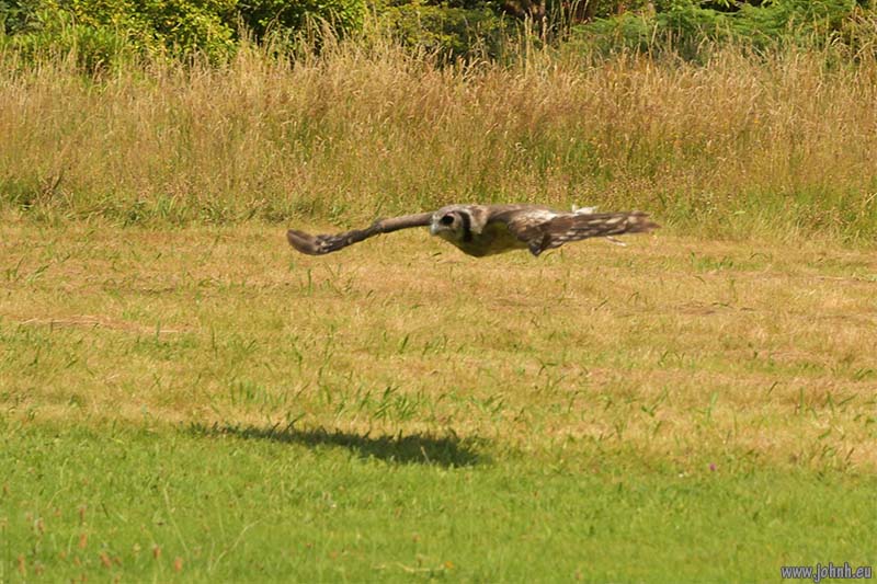 Birds of Prey flying Muncaster Castle, Lake District National Park