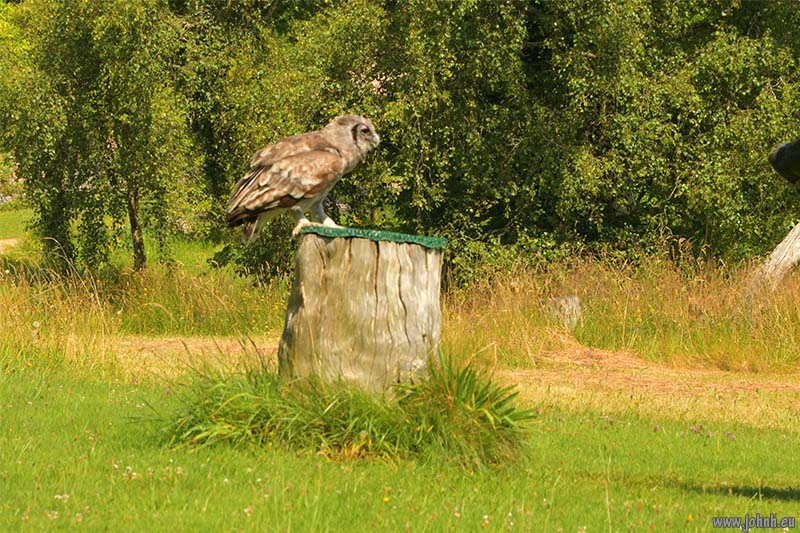 Birds of Prey flying Muncaster Castle, Lake District National Park
