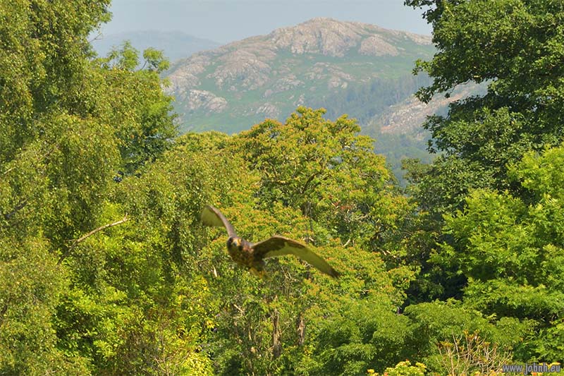Birds of Prey flying Muncaster Castle, Lake District National Park