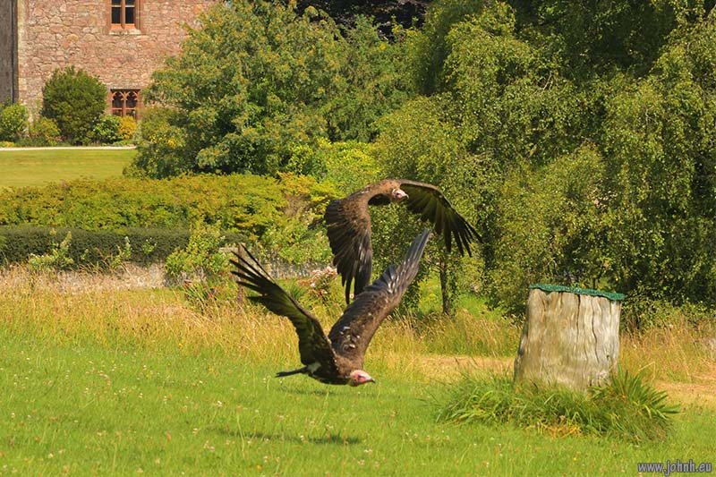Birds of Prey flying Muncaster Castle, Lake District National Park