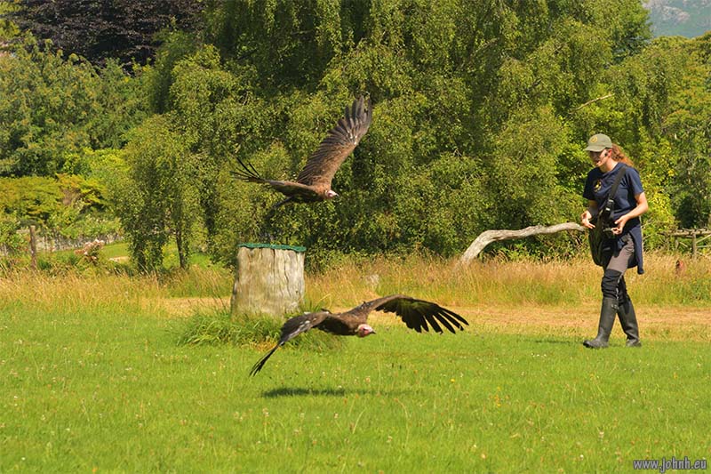 Birds of Prey flying Muncaster Castle, Lake District National Park