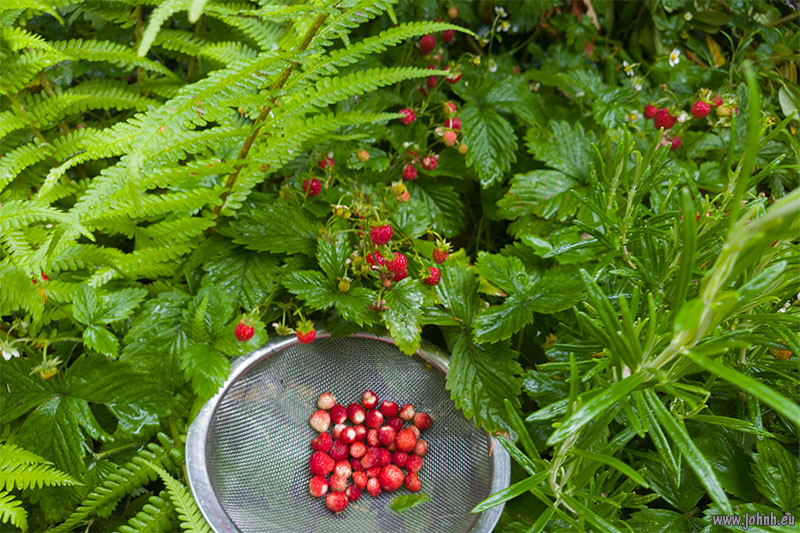 Strawberries in my garden in Keswick