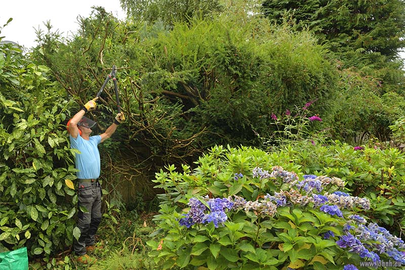 My Yew hedge in Keswick