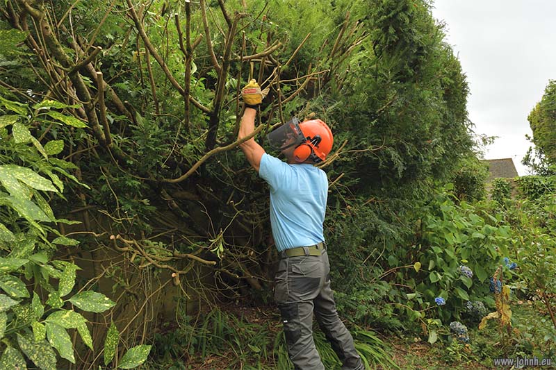 My Yew hedge in Keswick