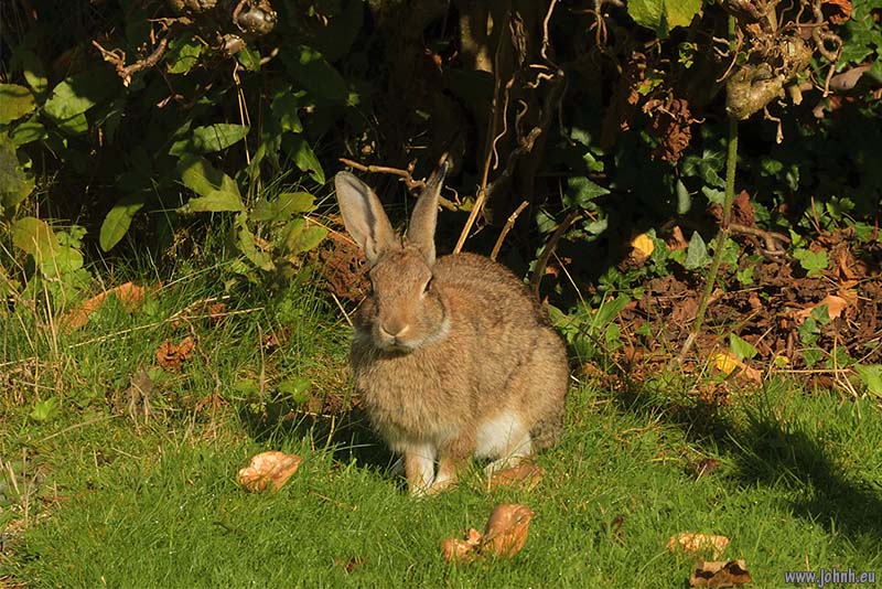 Mowing the meadow in my Keswick garden